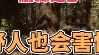 森林之子新游速遞森林之子直播_森林之子新游速遞視頻直播 - 虎牙直播