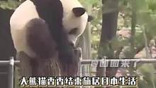 论日本人有多爱香香#香香 #大熊猫