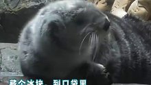 满脸不知道所措的小海獭，让人心疼。