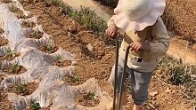 孩子主动帮家里种辣椒，小小年纪农活干得有模有样，动作娴熟利落