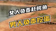 为什么要女人负责赶鳄鱼，男人负责挖蛋呢？#鳄珍 #鳄鱼 #女人