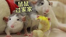 和鼠鼠过家家，可爱迷你鱼缸！抱团花枝鼠吃玉米