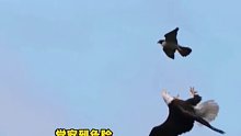 竟然还有想攻击老鹰的鸟类，老鹰空中翻身太帅了！游隼：别紧张，我只是路过