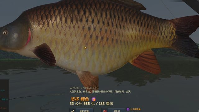 渔夫在线、中国DLC鲤鱼奖杯