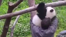 身为国宝的猫又在卖萌了