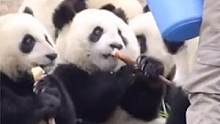 果然身为国宝就是任性，凭实力摔成了珍惜动物 #国宝不愧是国宝 #国宝来了 #熊猫