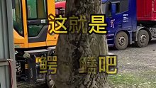 这就是传说中的外来物种吧