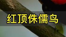 #动物 #奇妙的动物 #鸟 红顶侏儒鸟求爱失败