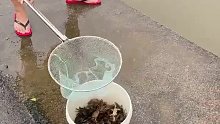 这样子逮螃蟹看着好过瘾