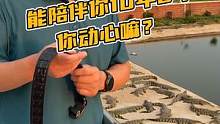 一根好的鳄鱼腰带能陪伴你10年8年！#谢#鳄鱼 #鳄鱼养殖场 #男士腰带
