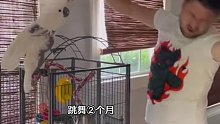 小鹦鹉得了抑郁症，主人为了给它更好的治疗每天陪着它一起跳舞
