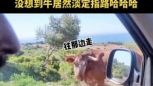 迷惑行为国外小哥路上向路过的牛问路没想到牛淡定指路，笑不活了哈哈！