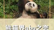熊猫界abo之恋#娱乐评论大赏