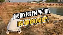 鳄鱼哥用手去抓鳄鱼尾巴#鳄珍 #鳄鱼 #盛