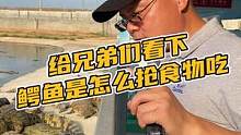 给兄弟们看下鳄鱼是怎么抢食物吃#鳄珍 #鳄鱼 #腰带 #盛