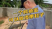 一个鳄鱼蛋可以做皮带鞋子#鳄珍 #鳄鱼 #腰带 #盛