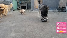 养23只狗的日常。