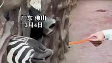 #游客 喂食斑马怕被咬手，斑马真的好努力！#动物 #搞笑