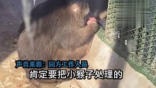 物园工作人员表示，小猴子去世猴妈妈舍不得，让它情绪缓解一下