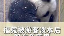 #福菀被游客泼水后躲在角落里 大熊猫福菀被泼水，委屈的躲在角落里～真的让人好心疼！#娱乐评论大赏
