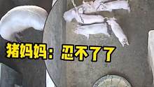 #搞笑 #宠物 #猪 猪妈：谁先动的手？
