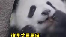 #大熊猫 #搞笑 艾扁扁：看清楚了，我不是它