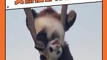 在#东北  没钱可以！但不会整活不行！#熊猫