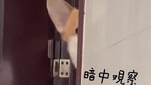 狗子每天等主人下班，主人故意不动静静看狗子偷瞄！