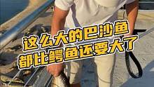 这么大的巴沙鱼都比鳄鱼还要大了#鳄珍 #鳄鱼 #腰带 #盛