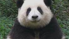 #那些辨识度超高的熊猫 本期为大家带来三只潘达，主打的就是一个好认！#熊猫 #花花