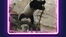 功夫熊猫诚不欺我，原来大熊猫会功夫是真的！#大熊猫
