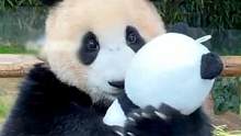 福宝一定是礼物最多的熊猫吧！#福宝和爷爷 #熊猫 #可爱到爆炸
