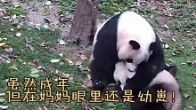大熊猫无差别带娃模式