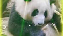 #熊猫花花是笨蛋美人吧 花花：弱小且无助呜呜呜...#大熊猫 #熊猫花花 #搞笑 #萤火虫安利机