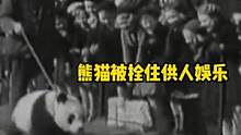#这可是我们的宝贝啊 这是1939年伦敦动物园的熊猫...#大熊猫 #真实事件 #熊猫丫丫