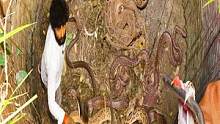 牛人一年抓到了50000条蛇，直到遇见这口古井，他呆住了 #野外生存 #毒蛇 #印度 #纪录片