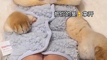 猫猫我呀，变成暖脚宝了～