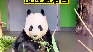 中国夫妻看望旅英熊猫甜甜，甜甜听到四川话瞬间愣住，反应惹泪目
