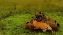 围猎与反围猎，小狮子差点就被鬣狗们分着吃了