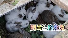 刚出生的小兔子你见过吗？