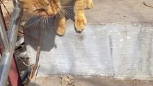 男子假装对橘猫投食，下一秒遭橘猫眼神嘲讽。猫：这就是我不跟狗玩的原因