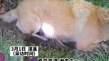 养了近20年的狗子送主人上班后，独自藏在田埂离世了。主人：找到它时，眼泪忍不住了