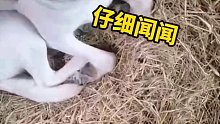 狗狗丢失三个月再见到主人高兴的像个孩子