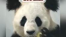 看完突然忘了正经熊猫长什么样了#迷惑行为大赏 #熊猫 #萌宠