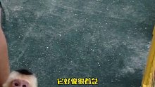 志愿者救了一只小猴子送进马戏团，每年都去看望小家伙。