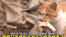一只认真报恩的猫咪#萌宠 #温暖 #娱乐评论大赏