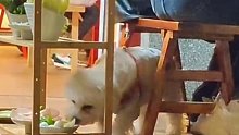 狗：今儿挺讲究，给我还安排一桌？