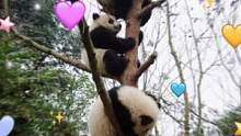 #熊猫树上熊猫果  可以给我来一串嘛~