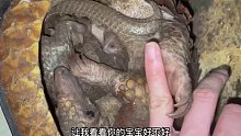 穿山甲生了宝宝，毫无攻击性地给女子看宝宝