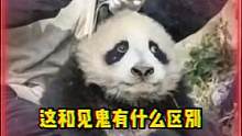 熊猫：小时候见过鬼没开玩笑#娱乐评论大赏 #迷惑行为大赏 #国宝 #熊猫